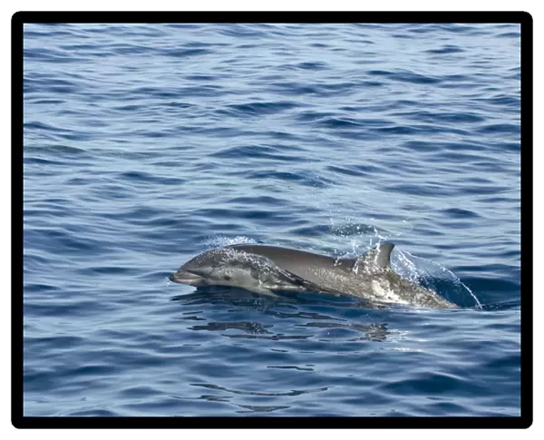 Frasers dolphin (Lagenodelphis hosei). A single Frasers dolphin. Eastern Caribbean