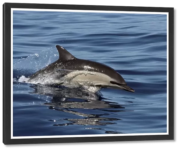 Common Dolphin racing along the surface in the Azores