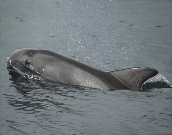 Rissos Dolphin Juvenile at the surface. Azores, North Atlantic