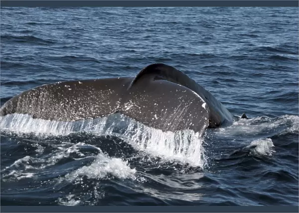 Humpback Whale Fluking