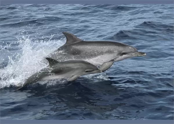 Leaping Spotted Dolphin Mother and Calf. Azores, North Atlantic