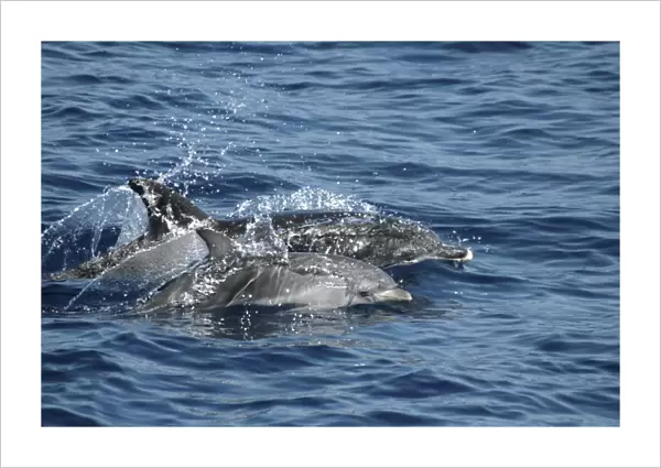 Spotted Dolphin Mother and Calf. Azores, North Atlantic