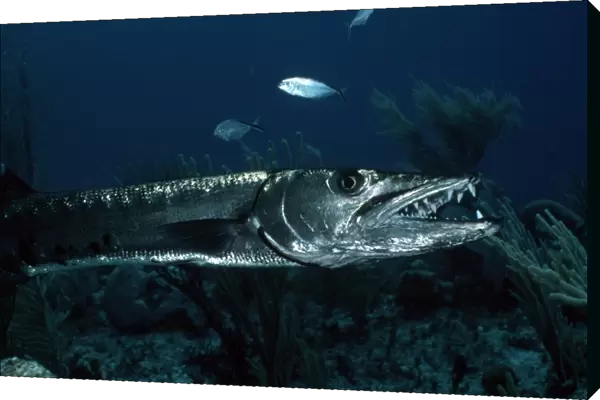 Great Barracuda (Sphyraena barracuda). Caribbean