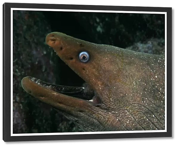 Moray eel. Tom Campbell  /  SplashdownDirect