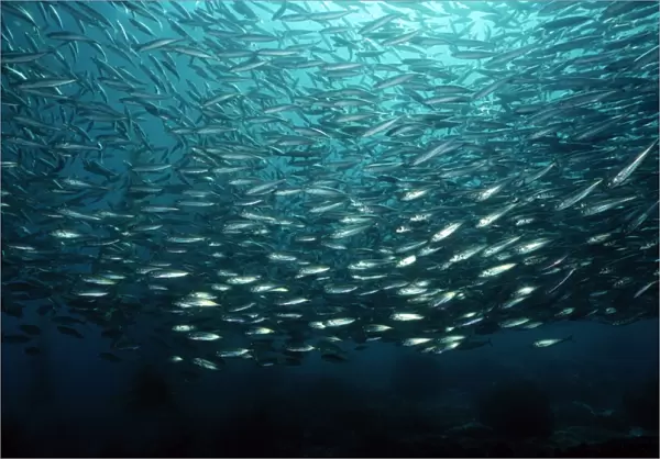 Jack mackerel school (Trachurus symmetricus). USA, Channel Islands, CA