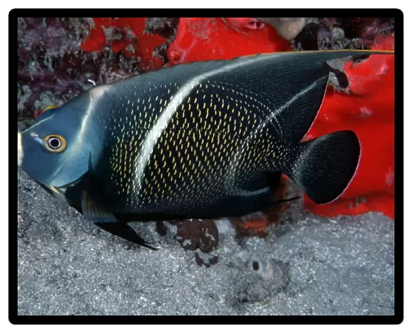 French angelfish (Pomocanthus paru)
