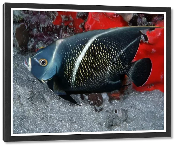 French angelfish (Pomocanthus paru)