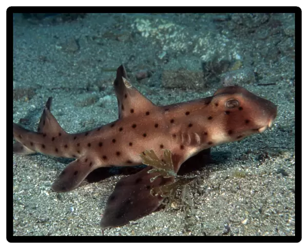 Swell shark (Cephaloscyllium ventriosum). USA, Channel Islands, CA