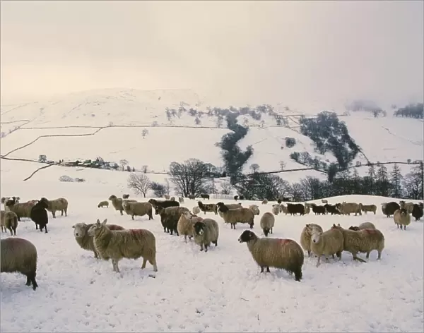 Sheep on Kirkstone Pass in the Lake District in winters snow UK
