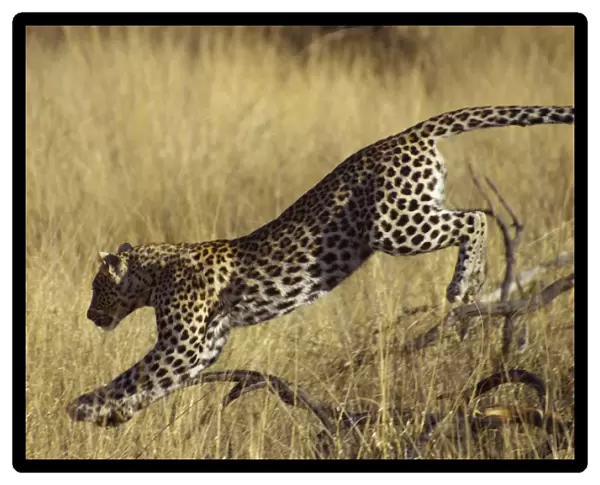 Leopard. Okonjima, Namibia
