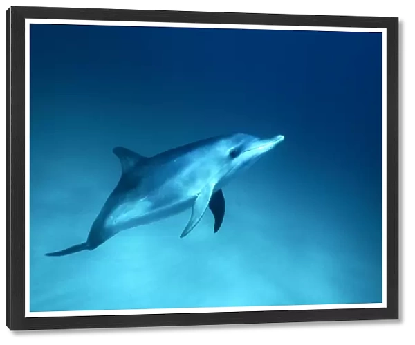 Young Atlantic Spotted Dolphin (Stenella frontalis) underwater on the Little Bahama Banks, Grand Bahama Island, Bahamas (Resolution Restricted - pls contact