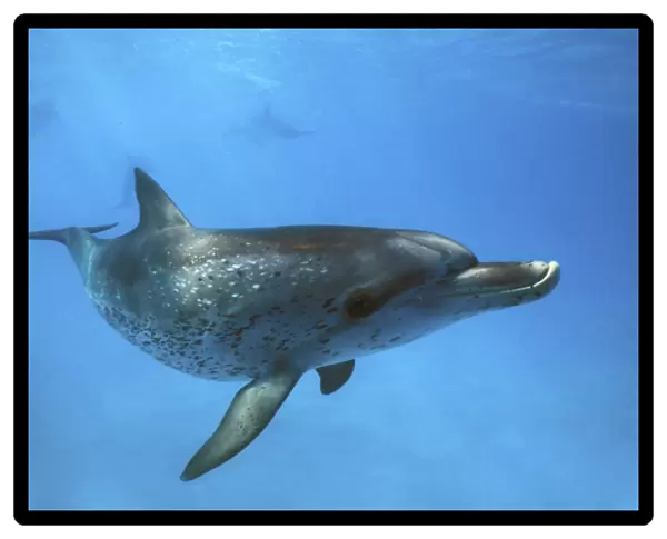 Juvenile Atlantic Spotted Dolphin (Stenella frontalis) underwater on the Little Bahama Banks, Grand Bahama Island, Bahamas. Atlantic Ocean (Restricted Resolution - pls contact