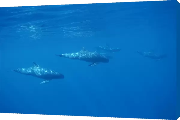 Pygmy killer whale (Feresa attenuata) a travelling pod Hawaii