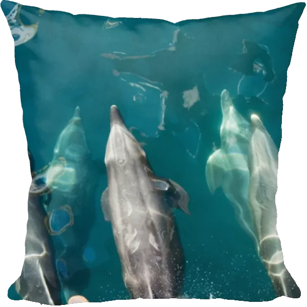 Offshore type bottlenose dolphins (Tursiops truncatus) surfacing in the midriff region of the Gulf of California (Sea of Cortez), Baja California Norte