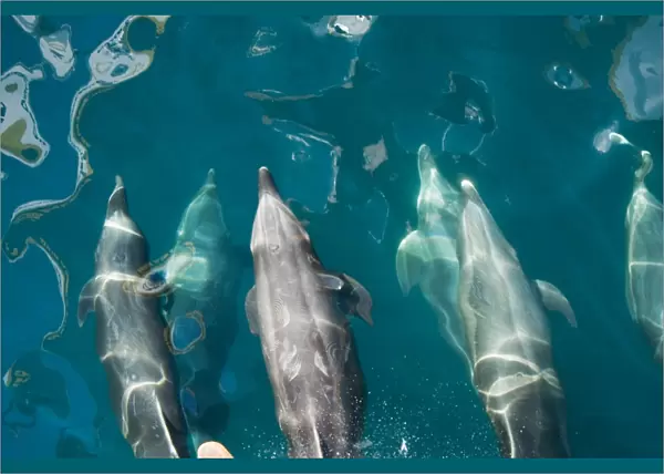 Offshore type bottlenose dolphins (Tursiops truncatus) surfacing in the midriff region of the Gulf of California (Sea of Cortez), Baja California Norte
