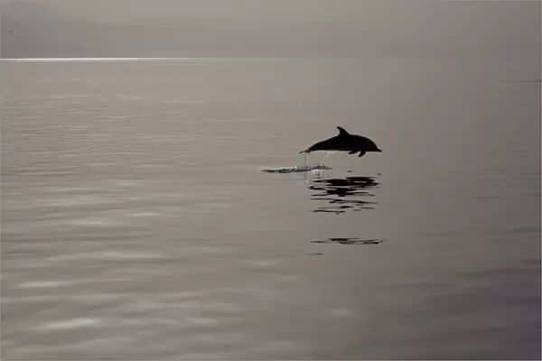 Striped dolphin (Stenella coeruleoalba) leaping. Greece, Eastern Med
