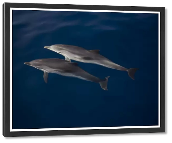 Striped dolphins (Stenella coeruleoalba) under crystal clear surface. Greece, Eastern Med