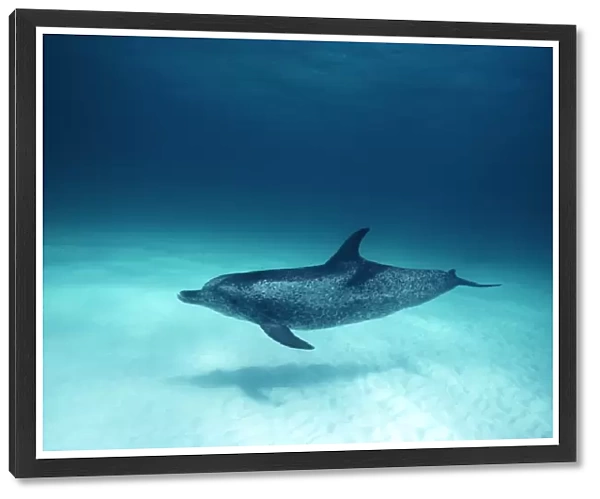 Spotted Dolphin over white sand bottom (Stenella frontalis). Caribbean