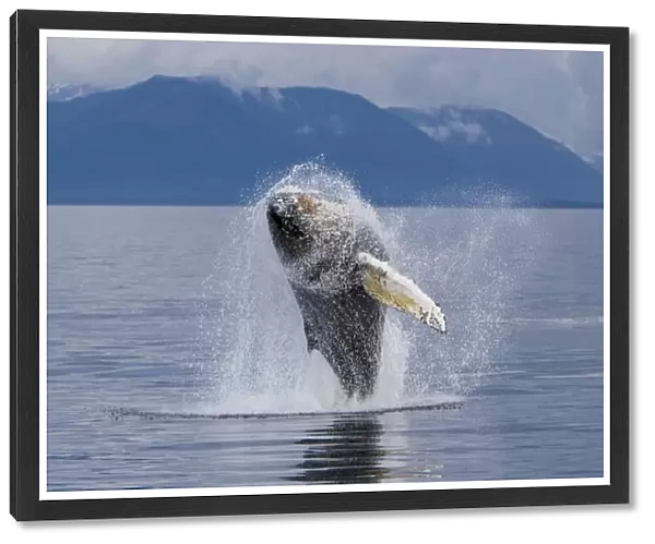 Humpback whale calf (Megaptera novaeangliae) breaching in south Frederick Sound, Southeast Alaska, USA. Pacific Ocean. Note the high number of barnacles on this calfs head and