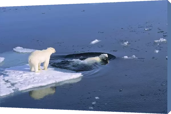 Two Polar Bears (Ursus maritimus) getting ready for swimming in the sea. Northwest of Nordaustlandet, Svalbard Archipelago, High Norwegian