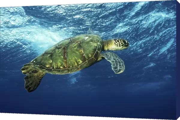 Pacific Green Sea Turtle (Chelonia mydas) surfacing aff Olowalu, Maui, Hawaii. Pacific Ocean