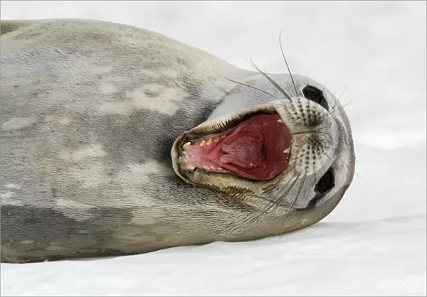 An adult Weddell seal (Leptonychotes weddellii) hauled out with mouth wide open (notice the cleft in the end of the tongue) on ice on Petermann Island near the Antarctic Peninsula