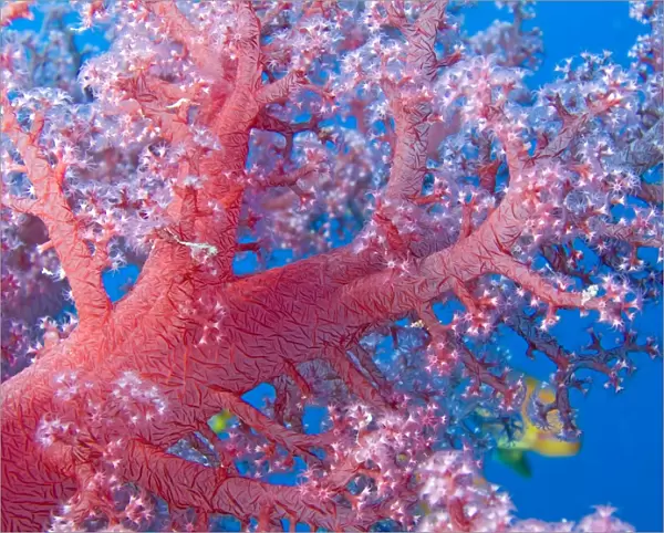 Broccoli coral (Dendronephthya klunzingeri). Jackson Reef, Sharm El Sheikh, South Sinai, Red Sea, Egypt