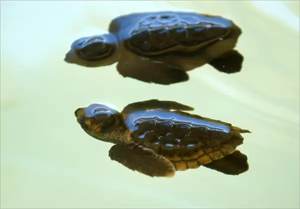 Loggerhead turtle hatchlings, Caretta caretta, Center for sea turtle protection, TAMAR project, Arembepe, Bahia, Brazil (South