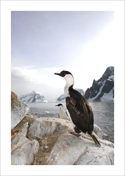 Adult Antarctic Shag (Phalacrocorax (atriceps) bransfieldensis) on Petermann Island near the Antarctic Peninsula. This is the only blue-eyed shag species that does not move further north than the Antarctic Peninsula, even in winter