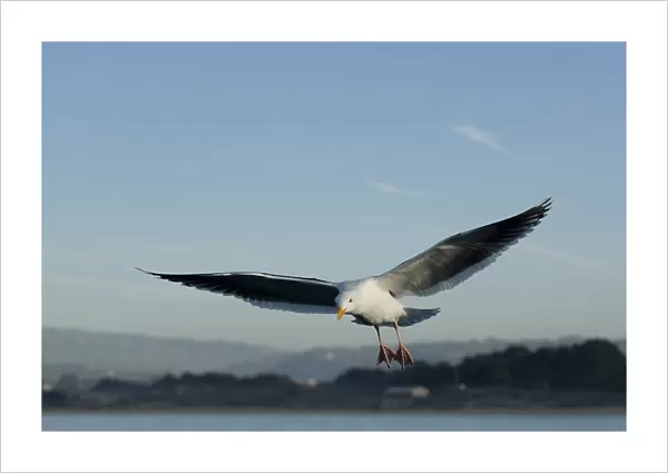 Western gull (Larus occidentalis) flying. National marine sanctuary, Monterey bay, California Pacific ocean, USA
