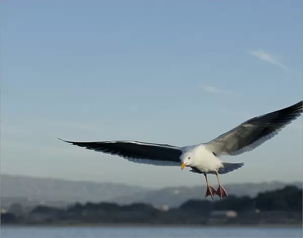 Western gull (Larus occidentalis) flying. National marine sanctuary, Monterey bay, California Pacific ocean, USA