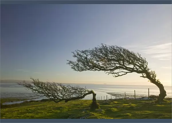 Hawthorn trees bent by the prevailing wind on Humphrey Head Point on Morecambe Bay Cumbria UK