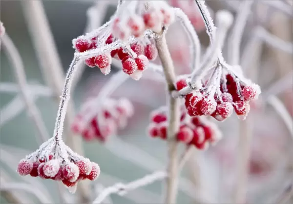 Hoare frost on Rowan berries UK