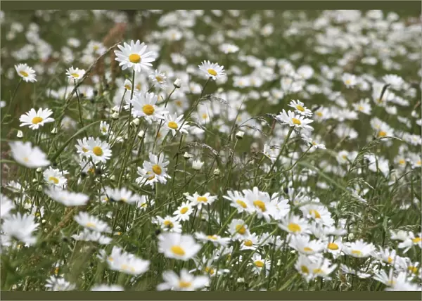 Daisies. Meadow Flowers, Devon Field