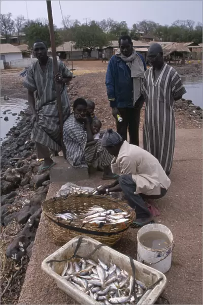 20045179. GAMBIA Fishing Fishermen on Gambia river quayside selling freshly caught fish