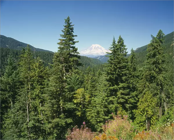 20039033. USA Washington State Mount Rainer National Park Mount Rainer seen through trees