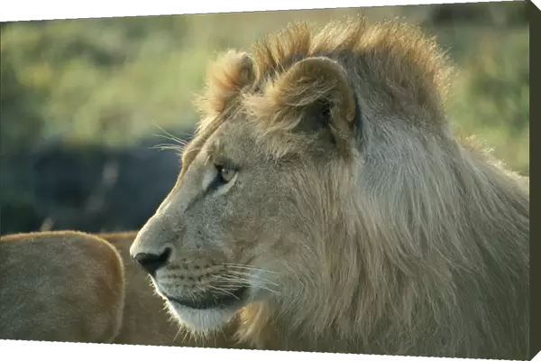 10072745. WILDLIFE Big Game Cats Male Lion panthera leo in Masai Mara Kenya