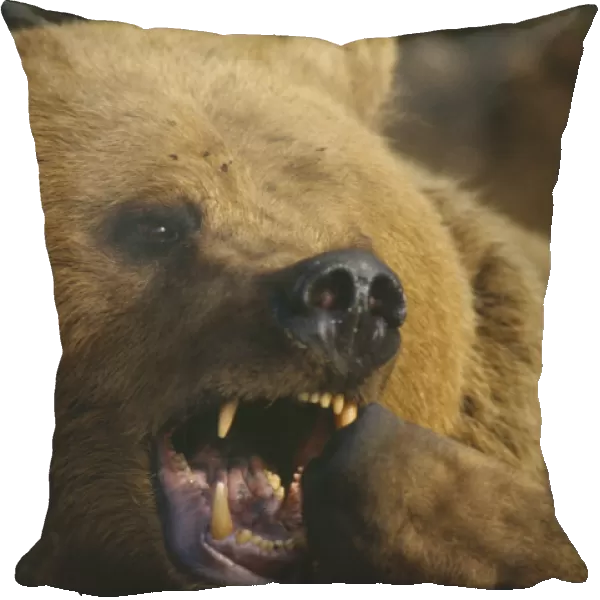 10018099. WILDLIFE Bears Brown Bear ursus arctos play fighting with another bear