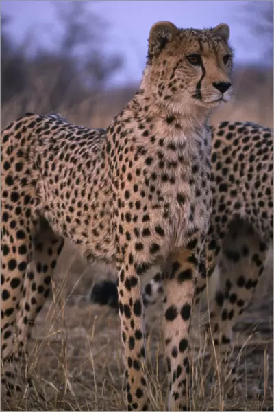Africa Animals Wildlife