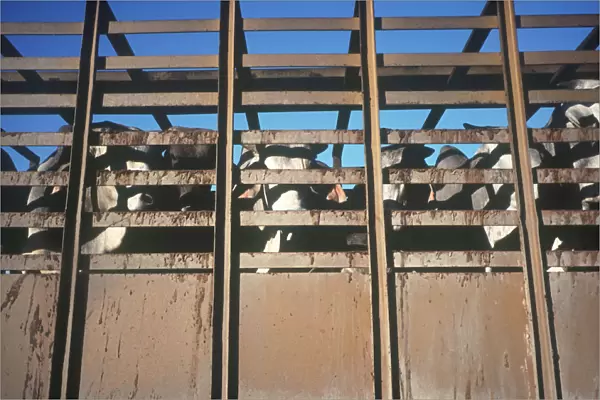 20024490. CUBA Camaguey Ciego de Avila Cattle in a truck looking through the side railings