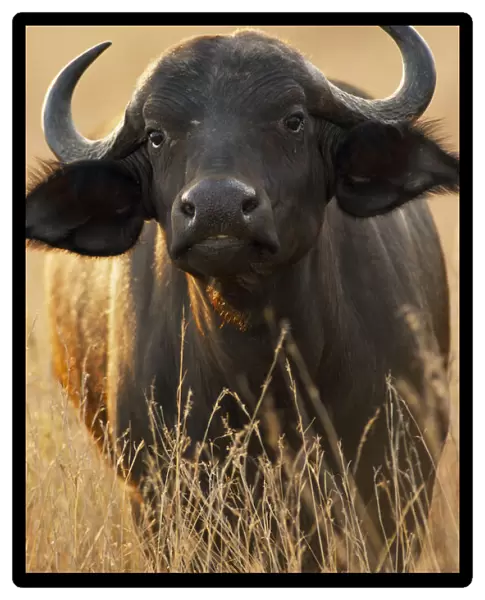 20018961. KENYA Masai Mara African Buffalo or Syncerus Catter