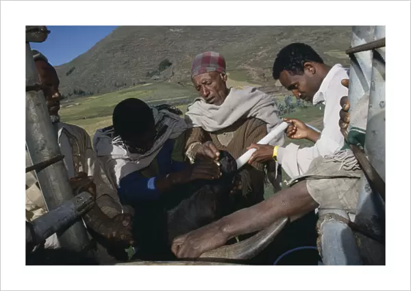 20057941. ETHIOPIA North Wollo Vet attending cattle