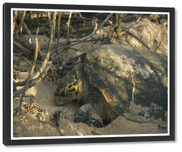 20044297. SEYCHELLES Frigate Island Hawksbill Turtle laying eggs