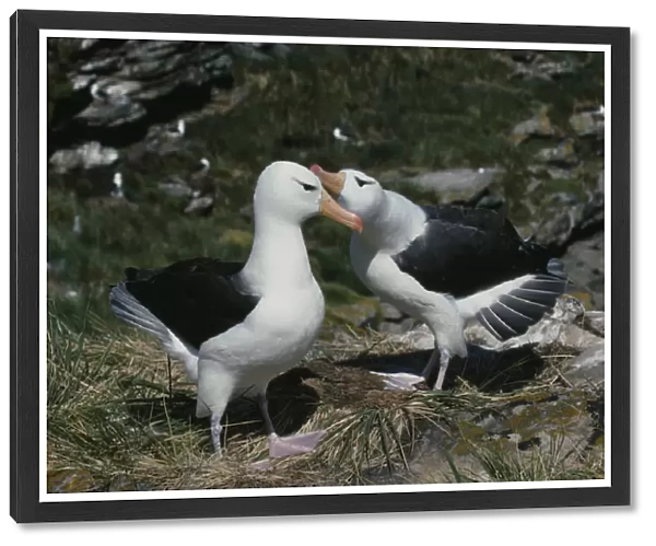 20049089. FALKLAND ISLANDS West Point Island A pair of Black Browed Albatross