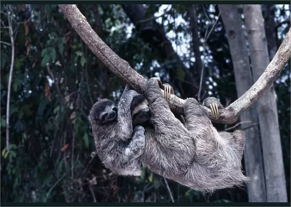 20054874. PANAMA Animals Three Toed Sloth Mother and baby hanging off branch