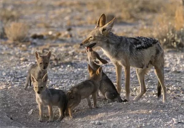 Black backed Jackal mother with pups outside den in the evening light