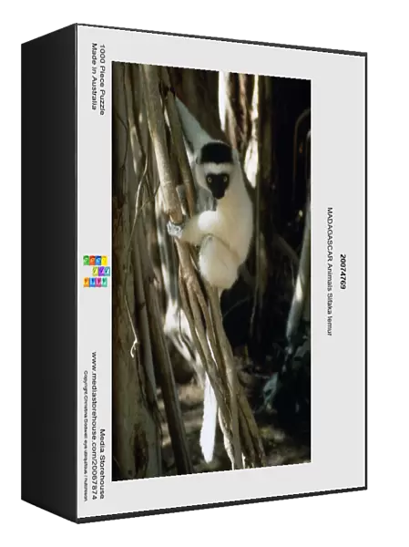 20074769. MADAGASCAR Animals Sifaka lemur
