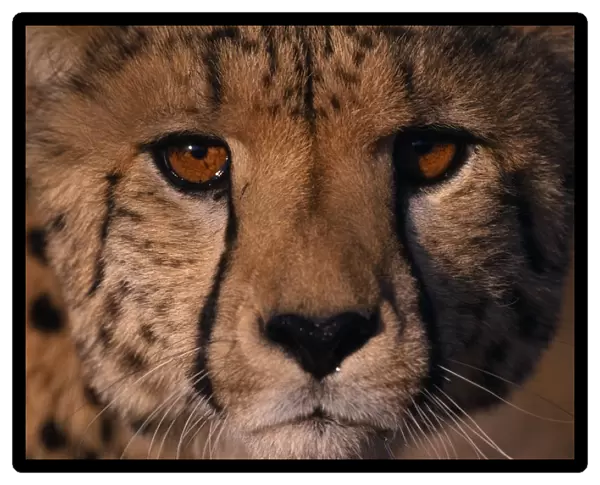 Extreme close up of a Cheetahs face