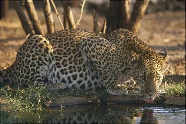 20052943. ZIMBABWE General Leopard drinking at waterhole