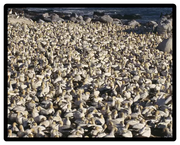 Large colony of Cape Gannets crowded on the beach